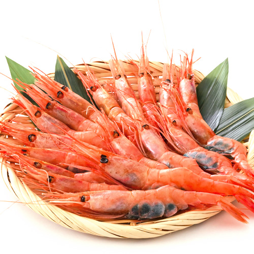 福井県産 冷凍甘海老500ｇ